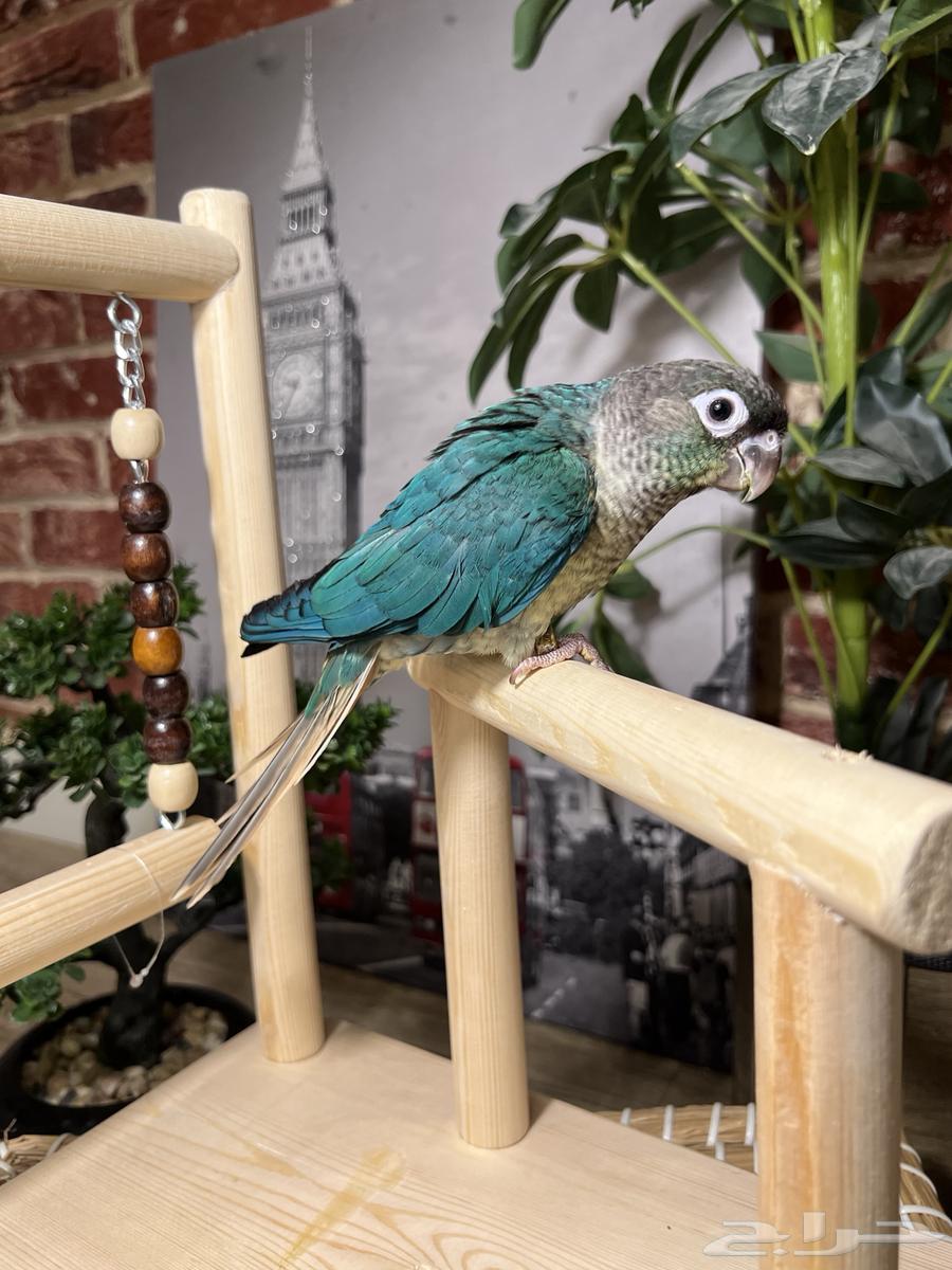 ببغاء كنيور هدد64442762184065112