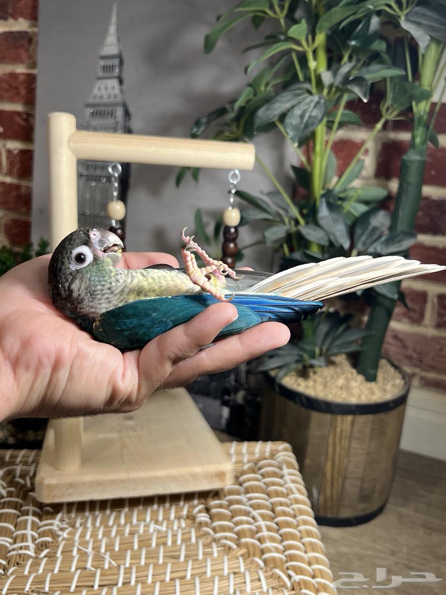 ببغاء كنيور هدد64442762184065113