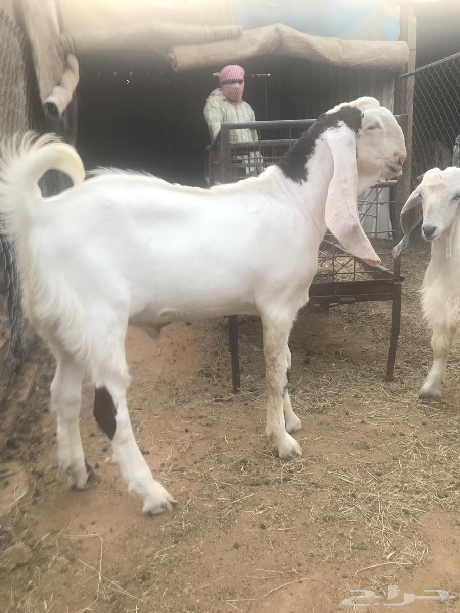 Project buck goat64443628513025110