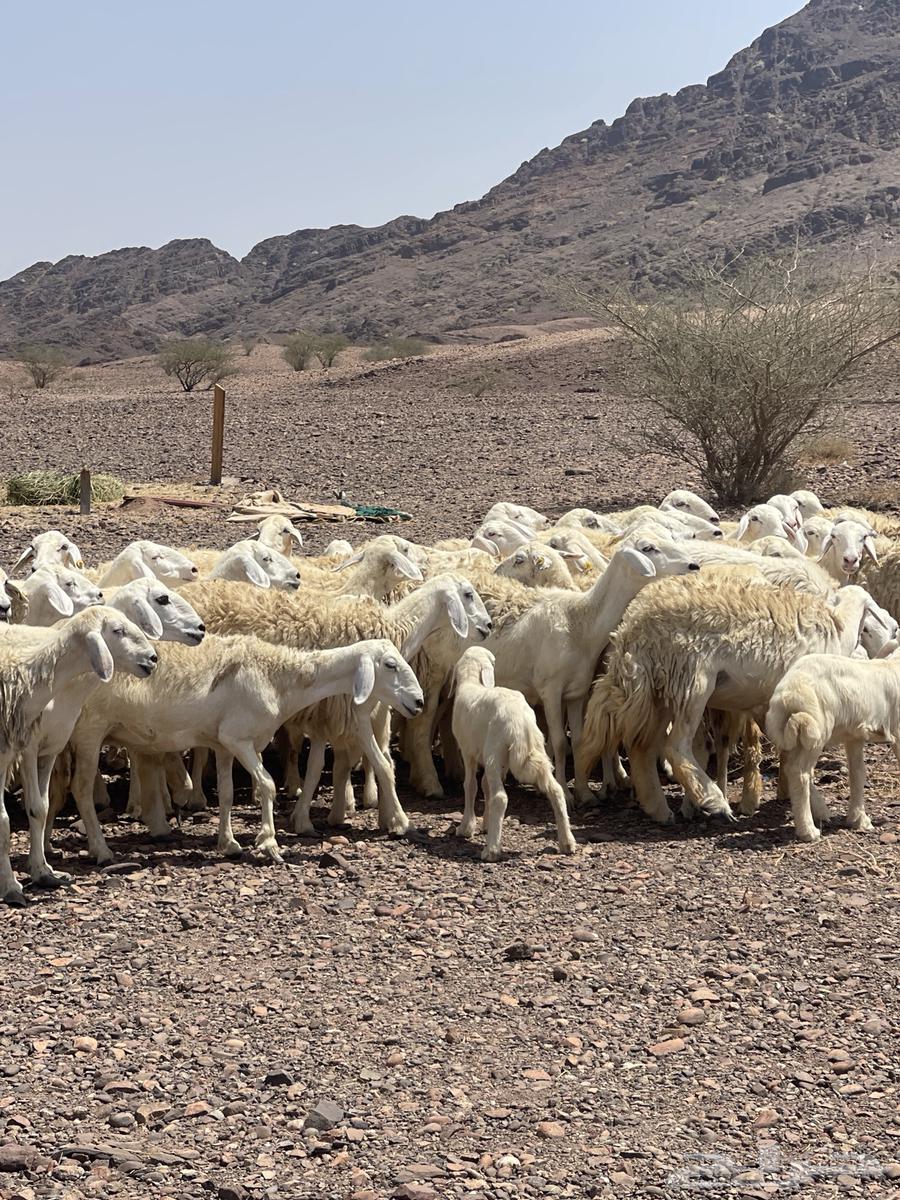 Sheep (Sold)64445865594754110