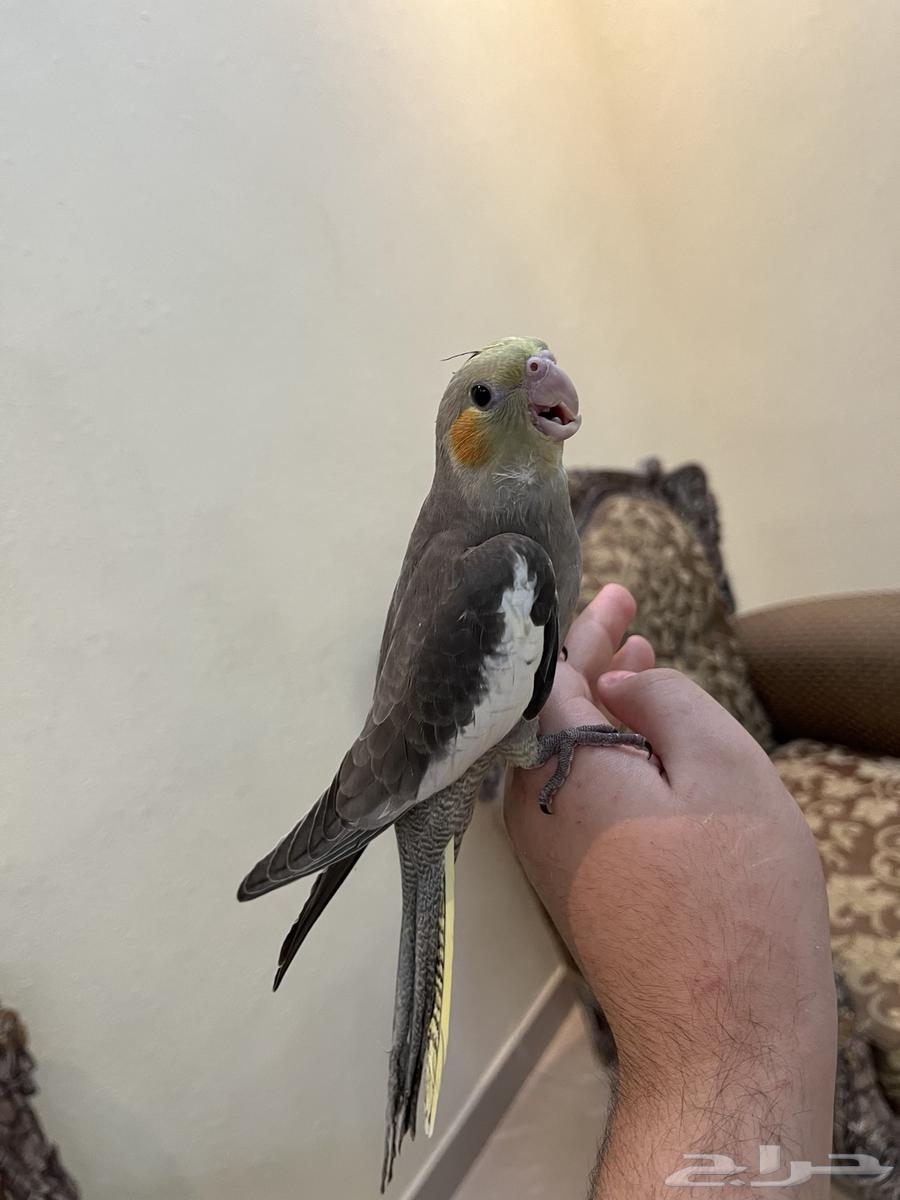 Tame, friendly and playful parrots you shouldn't miss64442651661315113