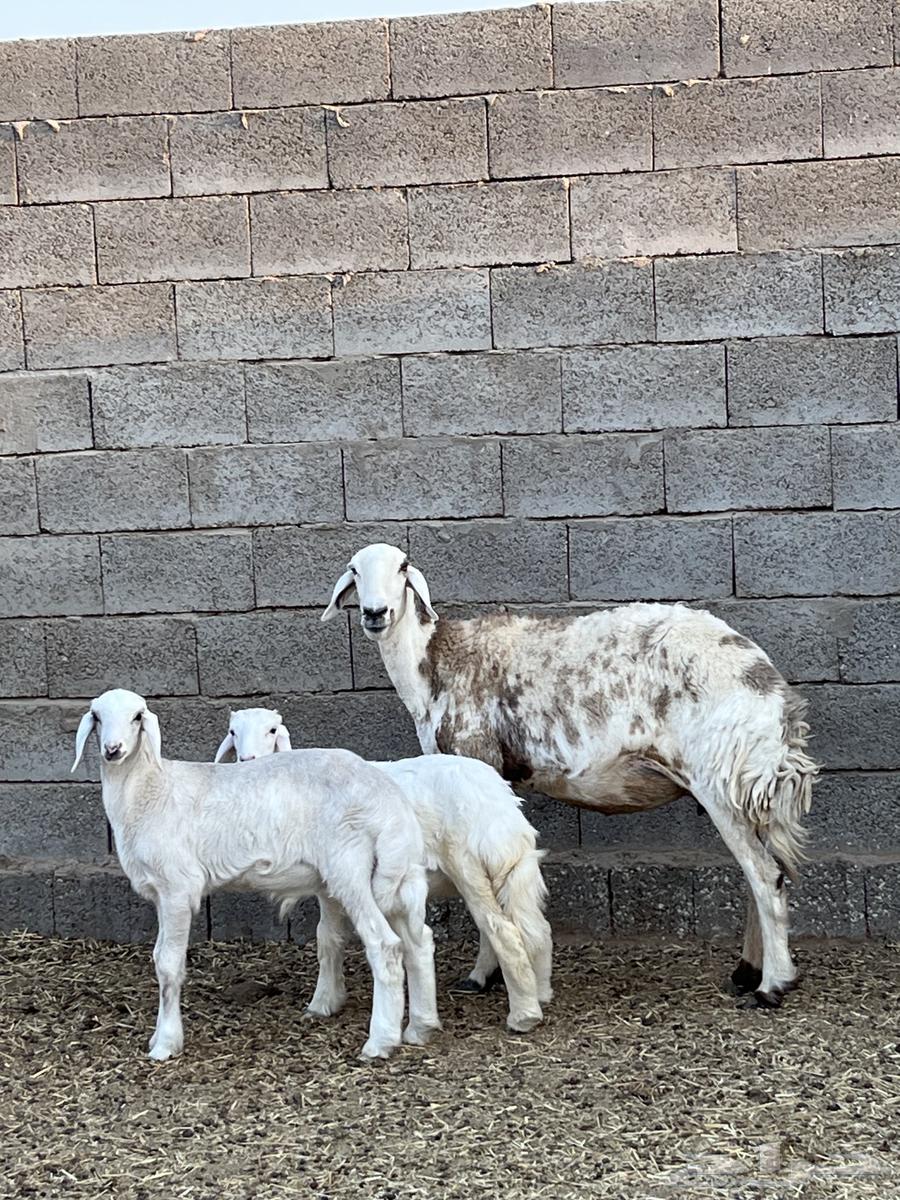 للبيع حريه والد64444876401154110