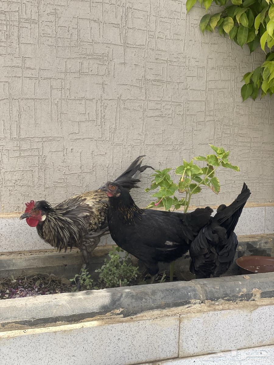 دجاج ترثة عربي اصيل قديم تاج لون نادر64445269301763113