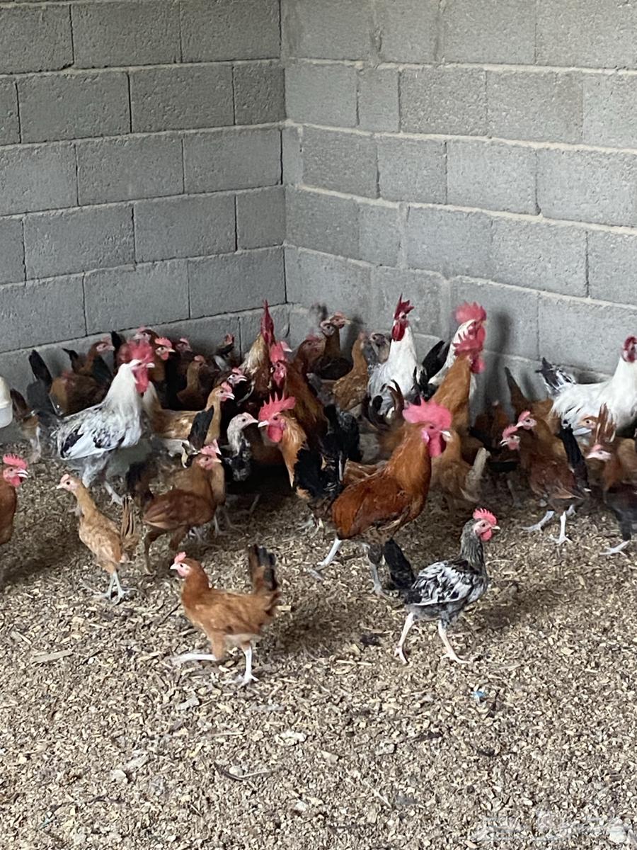 ديوك بلدي64446417210115111