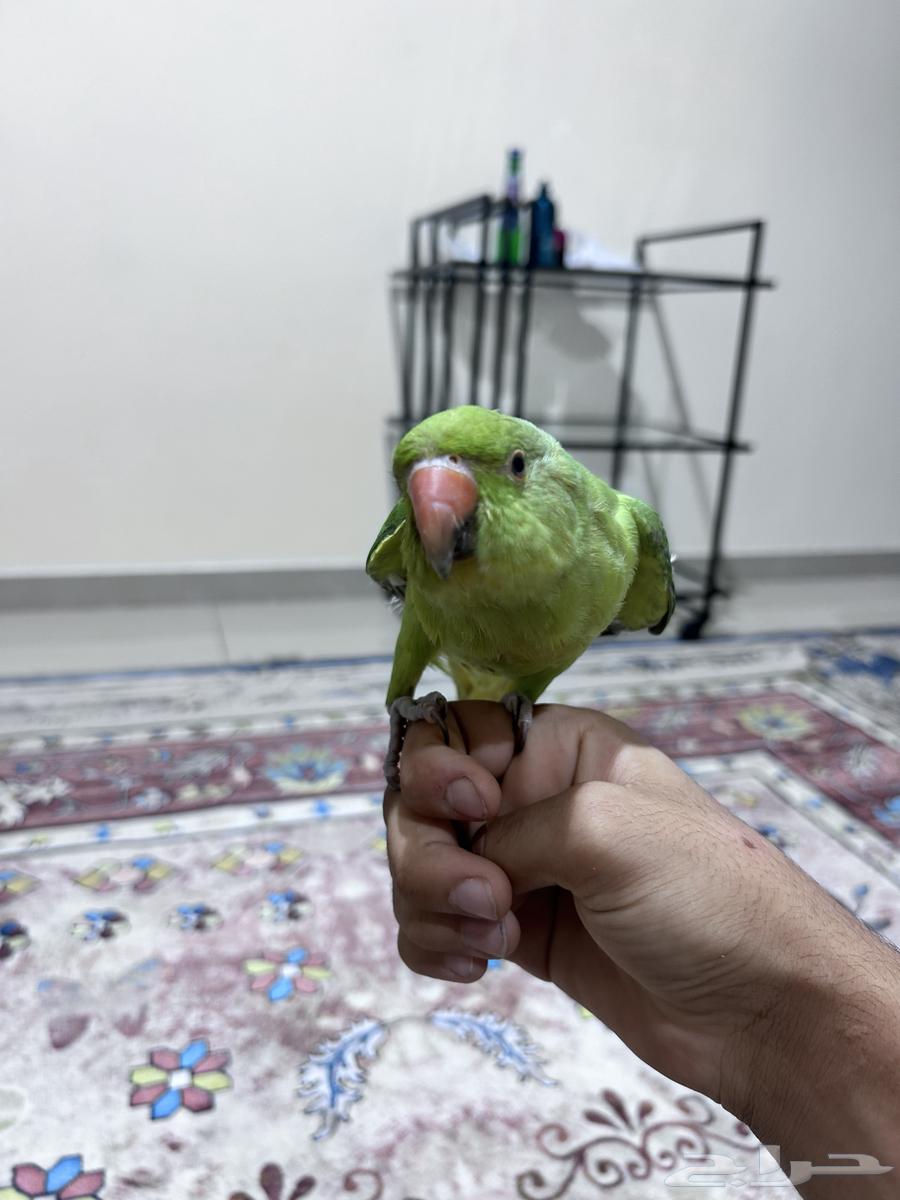 Eleva Valley64442309478913111