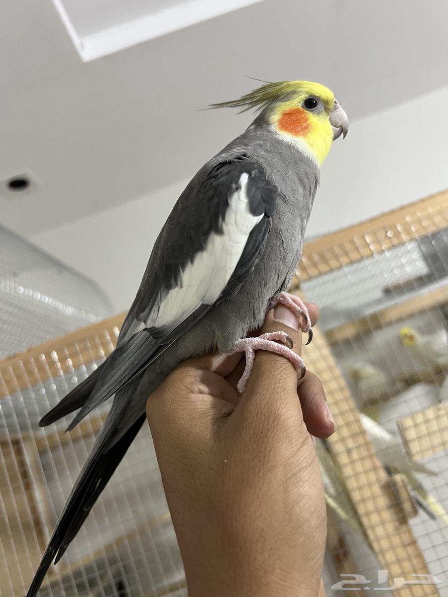 ذكر كروان اليف64444512740865114