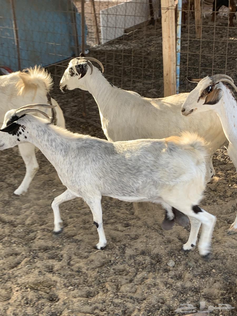 للبيع معزا بيشيات كحل( تم البيع64448726872451113