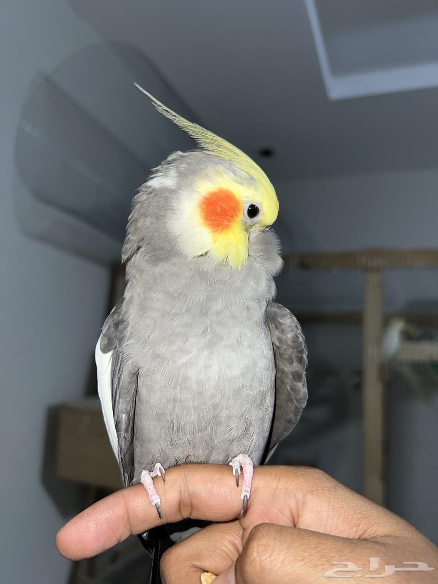 ذكر كروان اليف64444512740865111