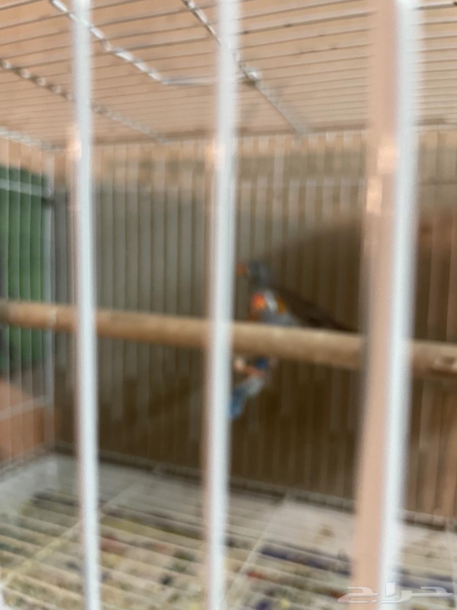 طيور زيبرا بكستاني للبيع64442884502658113