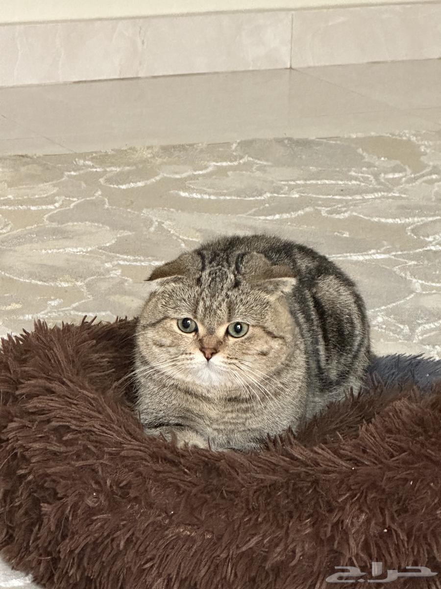 ذكر سكوتش فولد للبيع64448846735747114