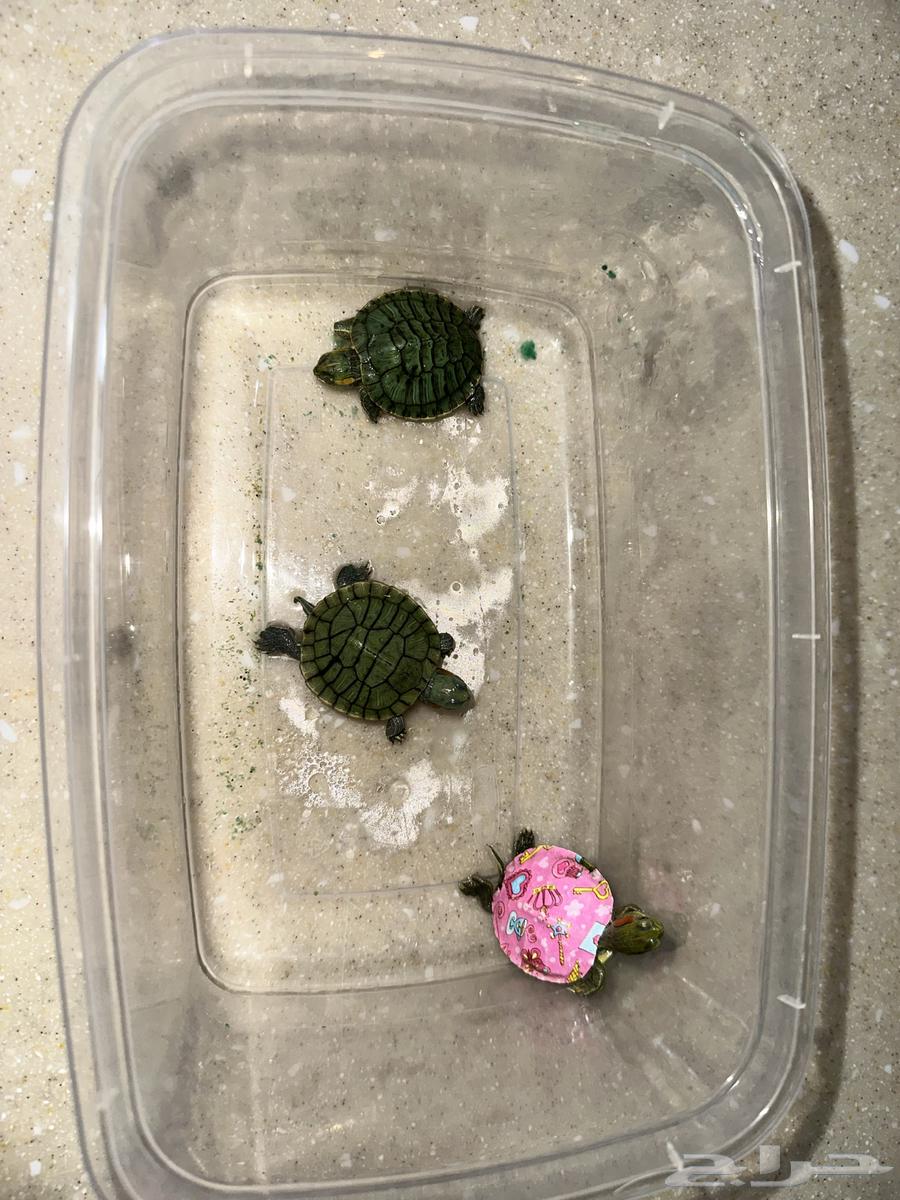 Turtles64448633950979110