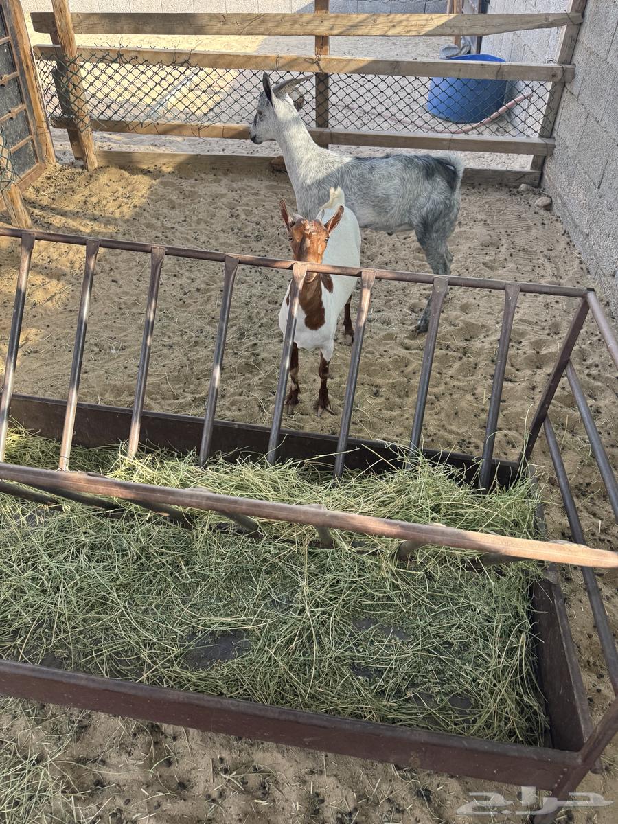 تيس وجفرة للبيع64443722542465114