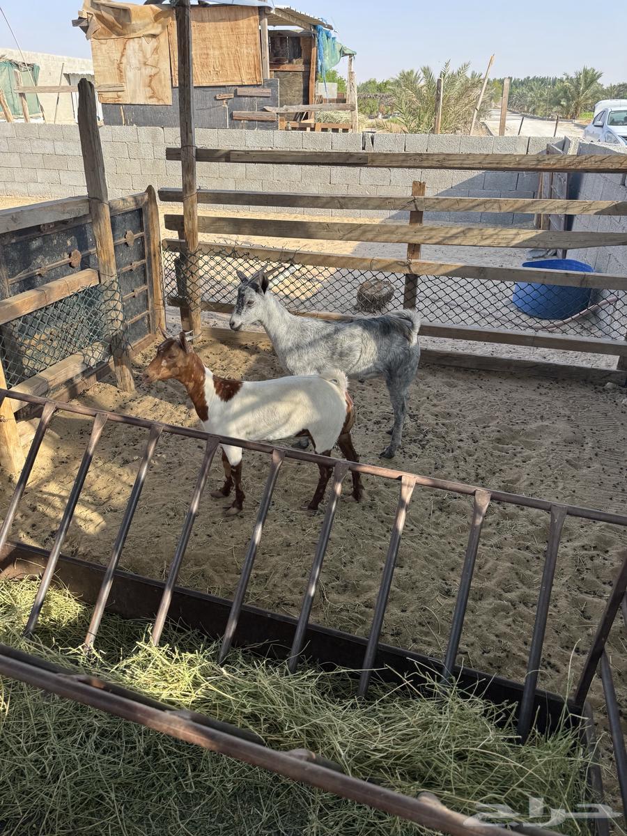 تيس وجفرة للبيع64443722542465111