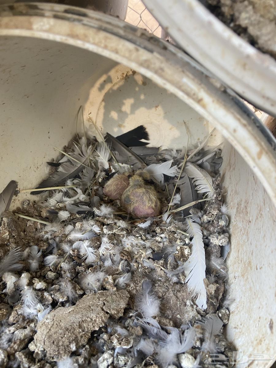 Problematic Pigeons64447600261507111