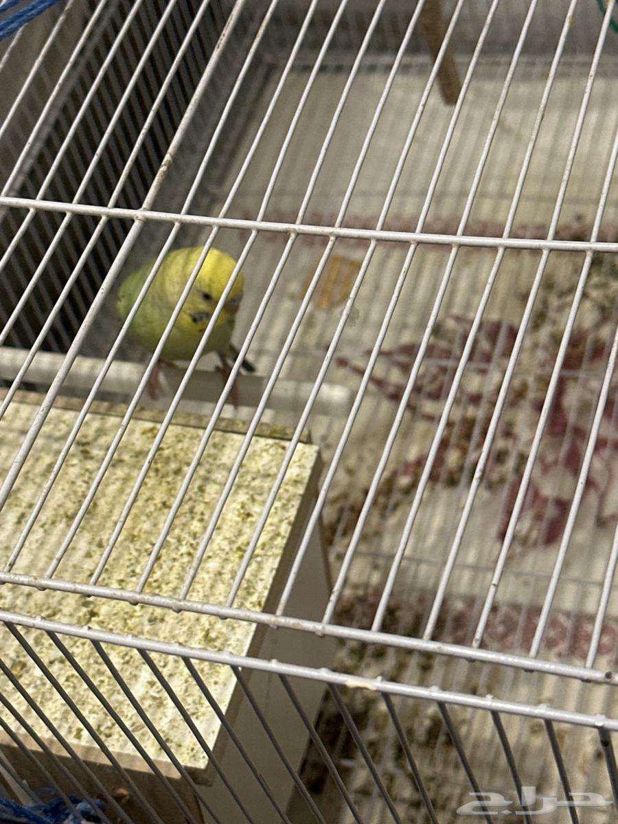 طير الحب64447441861249110