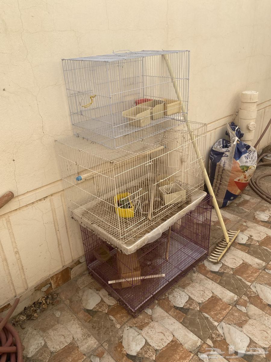 Bird cages in different sizes64447069062273113