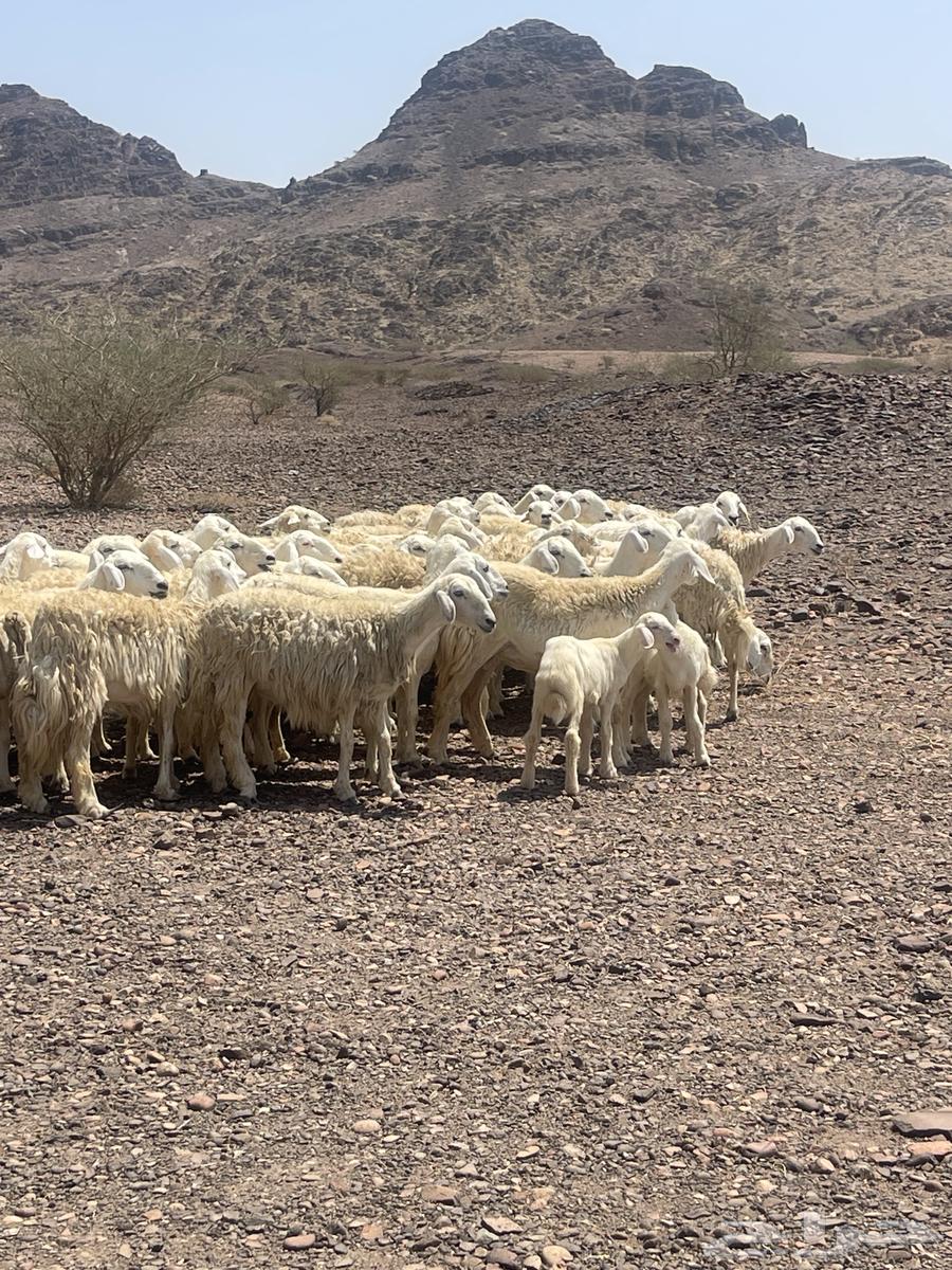 Sheep (Sold)64445865594754113