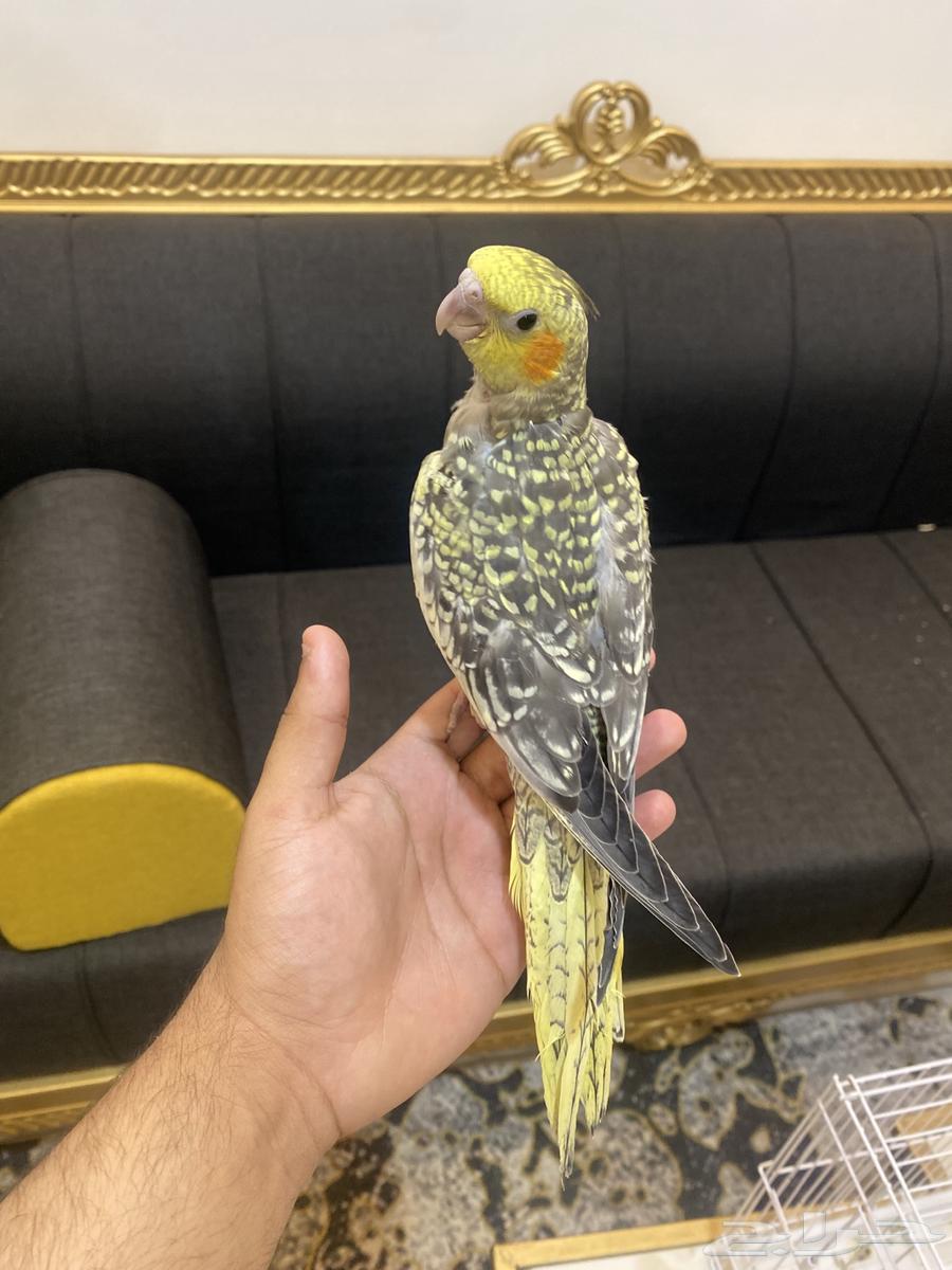 ببغاء كروان أليف جد ا وهدد داخلي ( اقبل البدل )64448076771203110