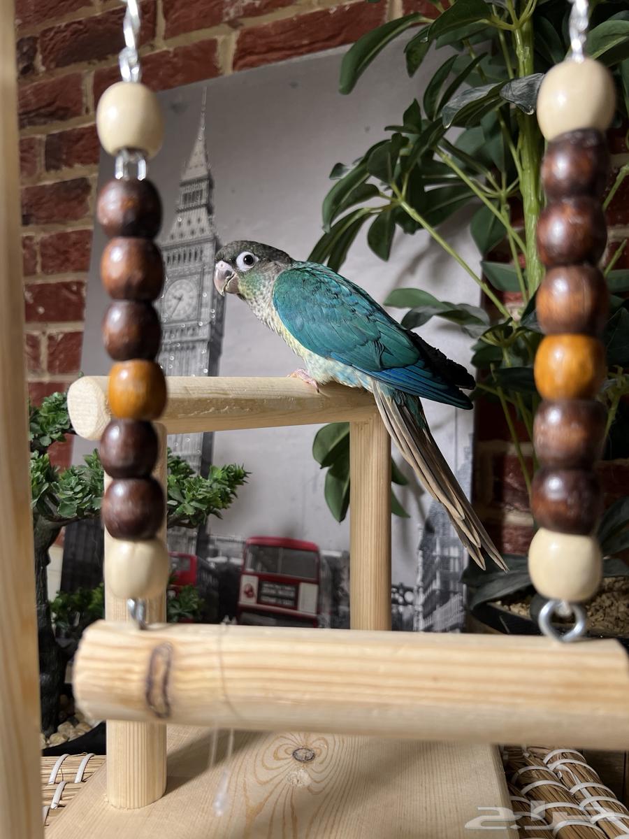 ببغاء كنيور هدد64442762184065111