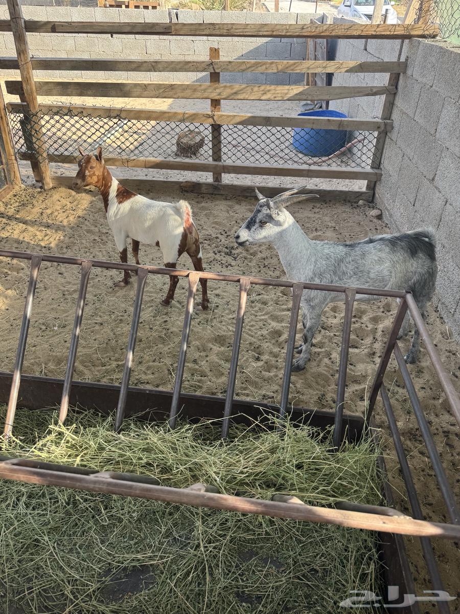 تيس وجفرة للبيع64443722542465113