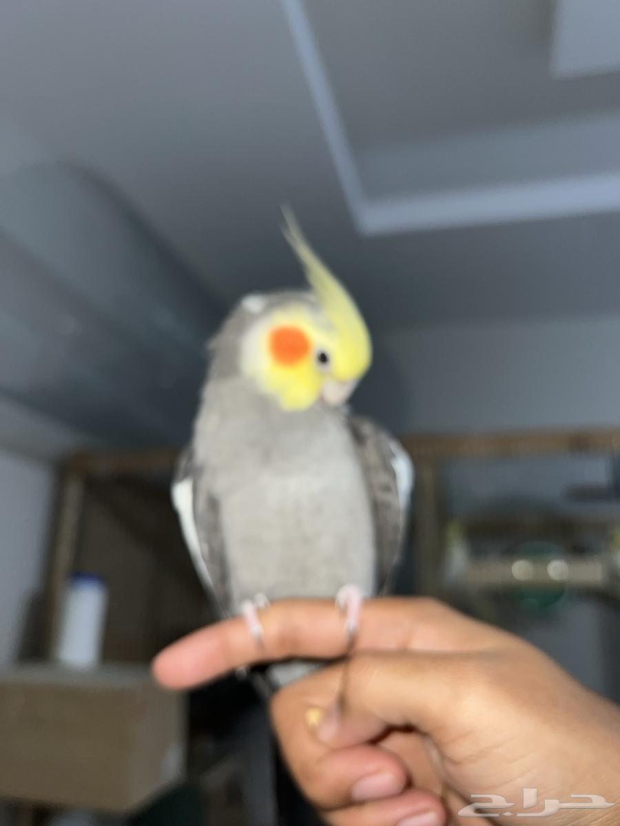 ذكر كروان اليف64444512740865112