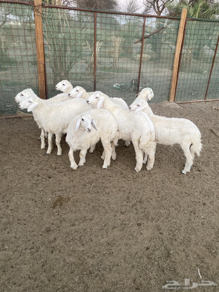 طليان عدد 9 حريات ((تم البيع ))64443628544515110