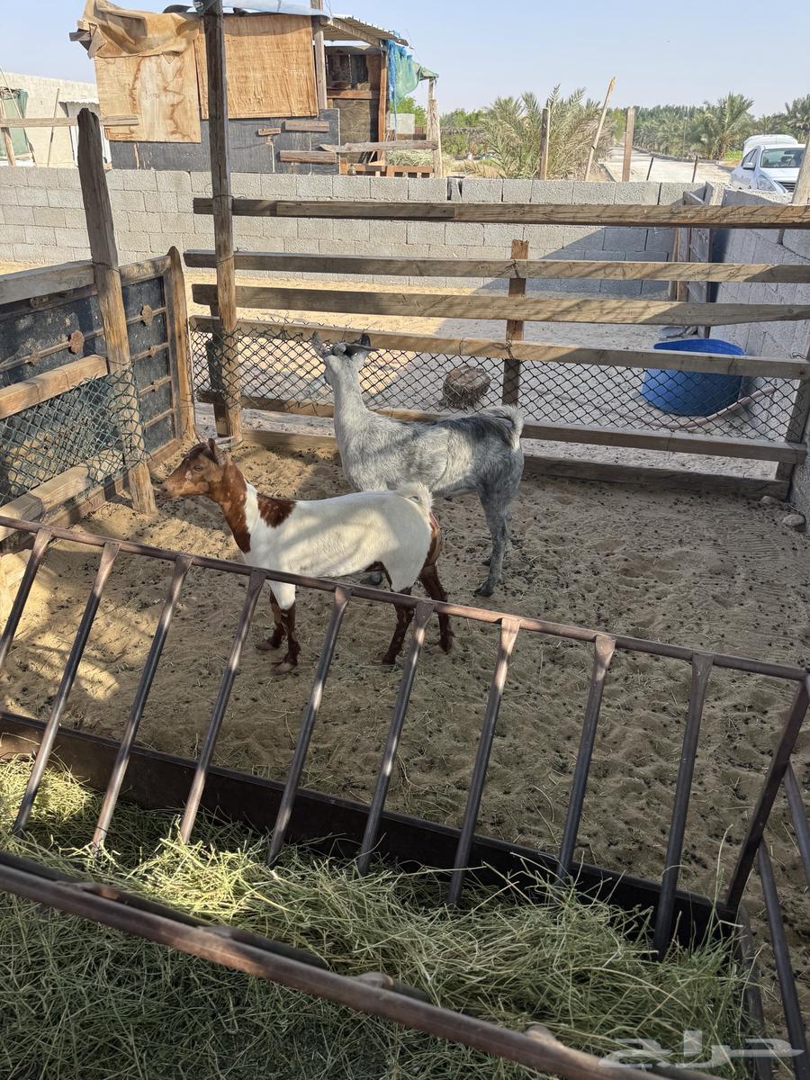 تيس وجفرة للبيع64443722542465112