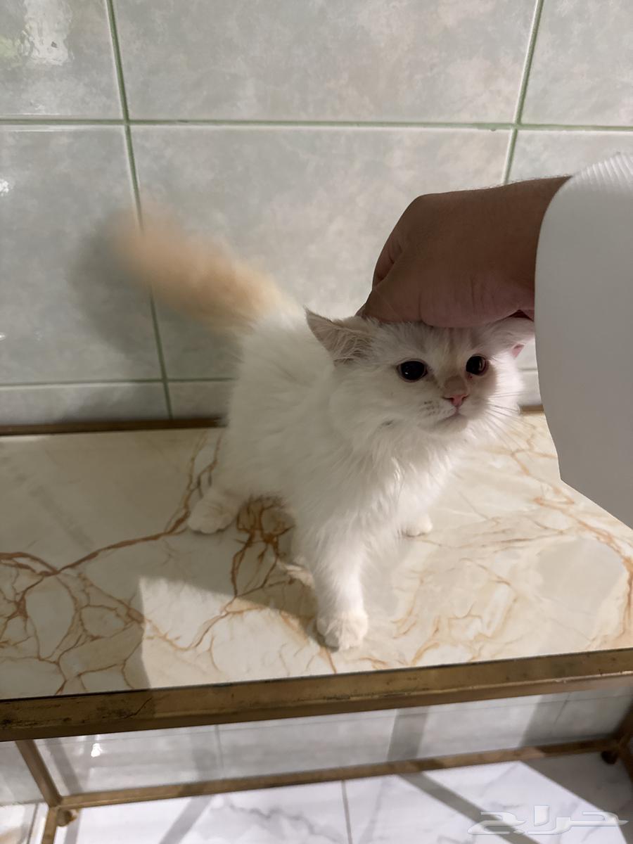 عندي قطوتين للبيع وحده ابيض  والثانيه بني فاتح64447679276930112