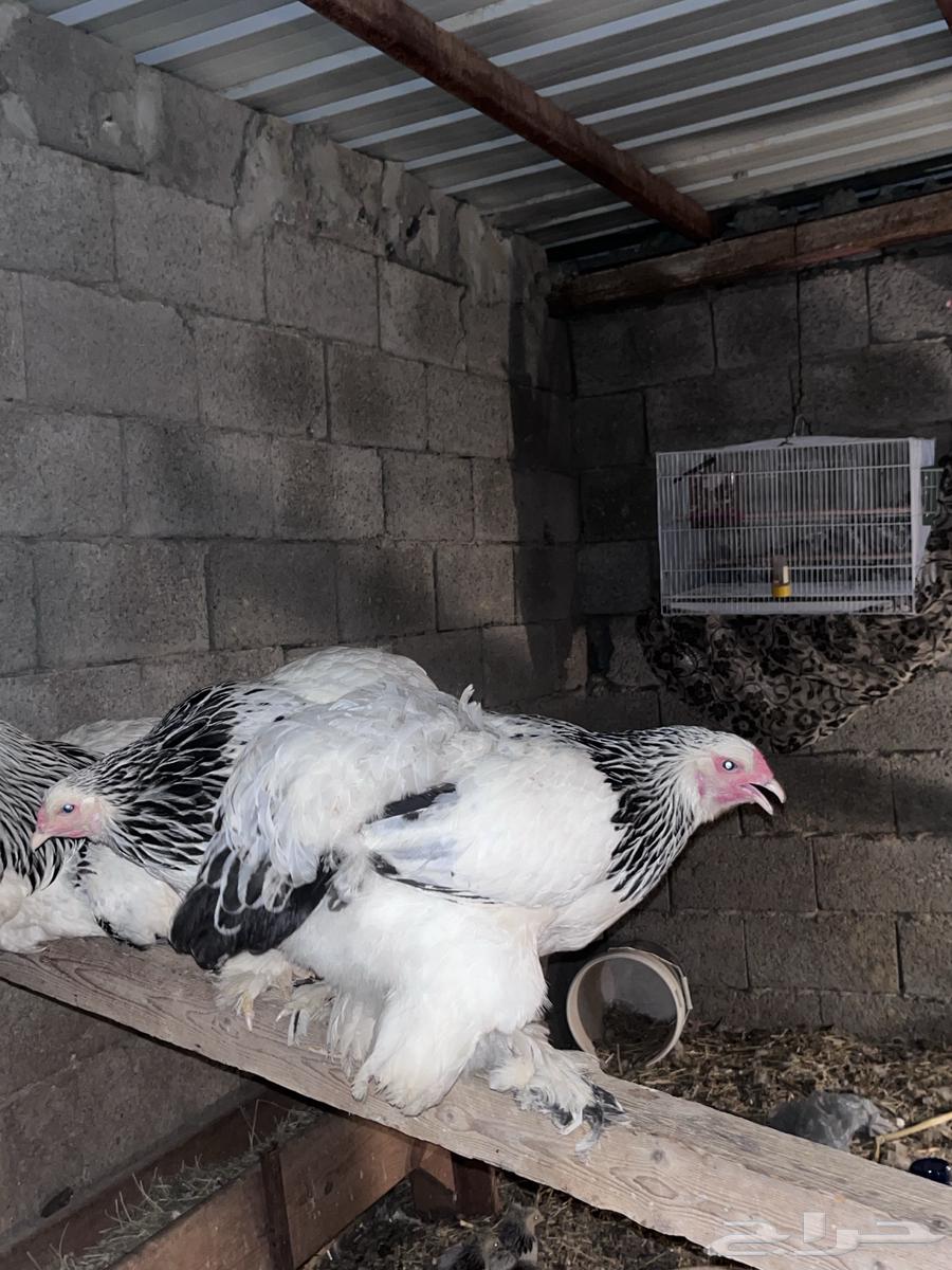 Pure-blooded Colombian Brahma Chicken Set64447785414530112