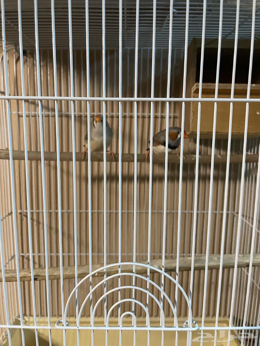 طيور زيبرا بكستاني للبيع64442884502658114