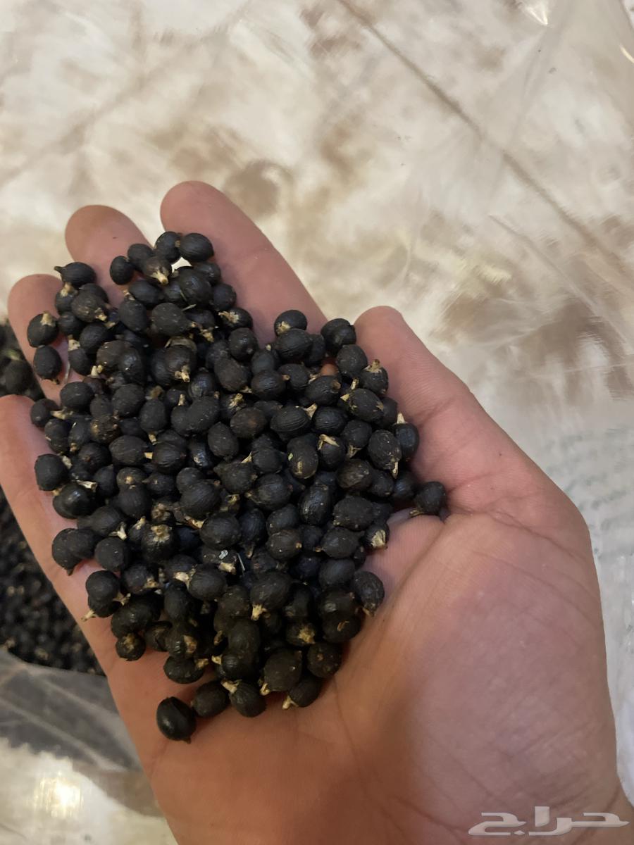 بذور المورينقا وبذور نخل واشنطوني64442898002818113