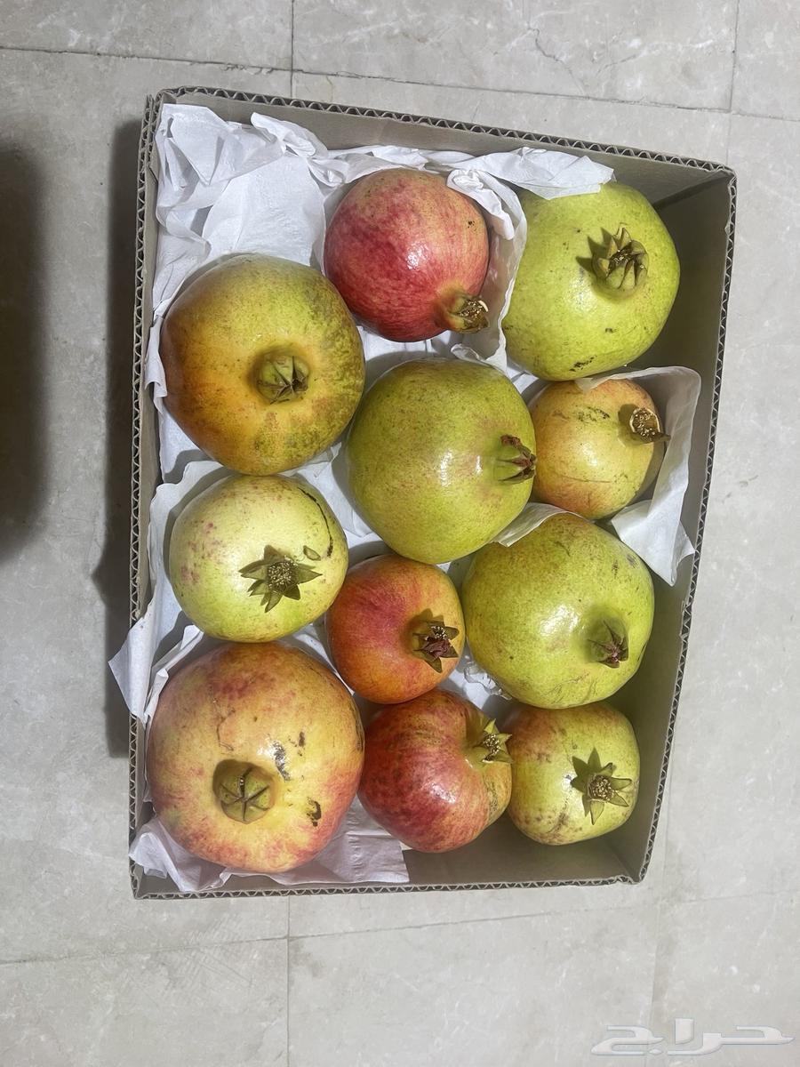 رمان فاخر من جوف ال معمر64448833495041110