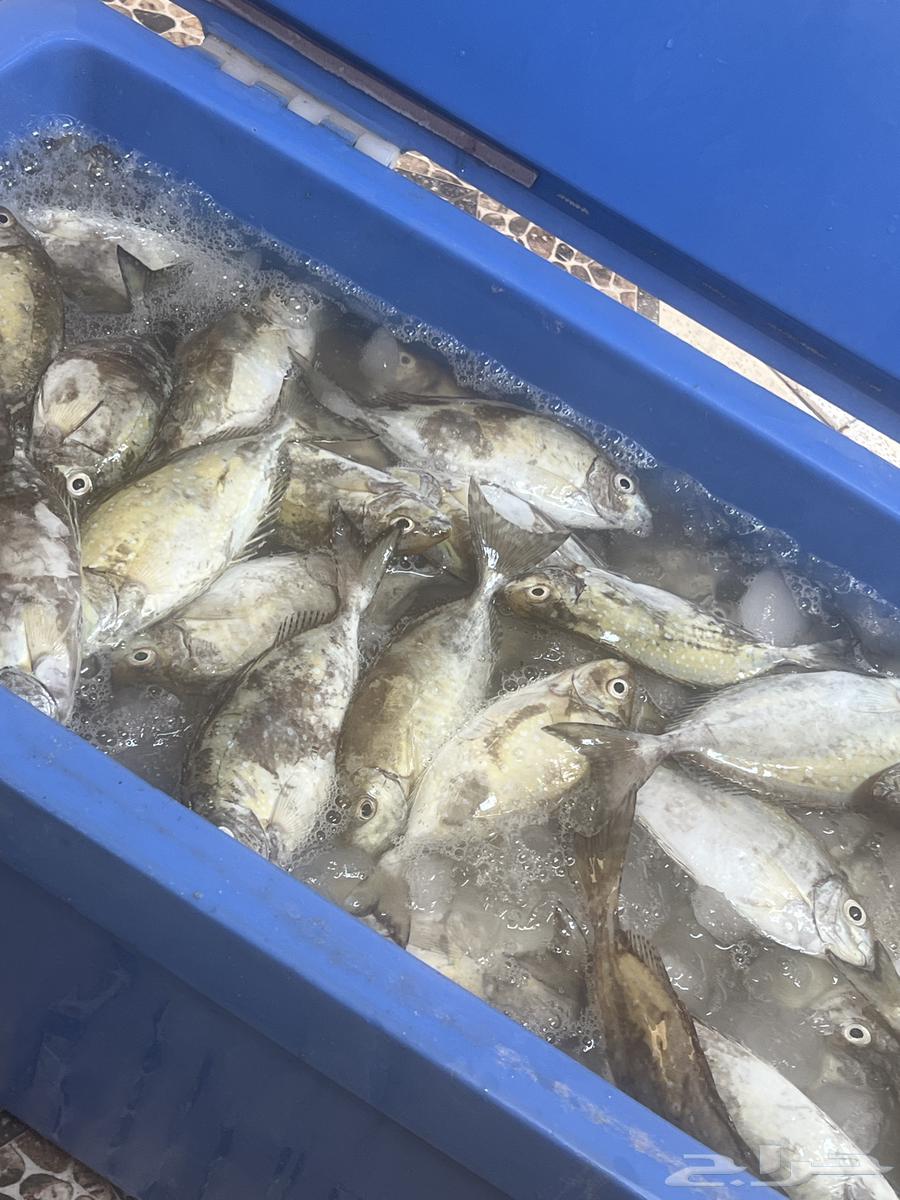 Fresh fish. For sale. Today's catch. Display64444378608002110