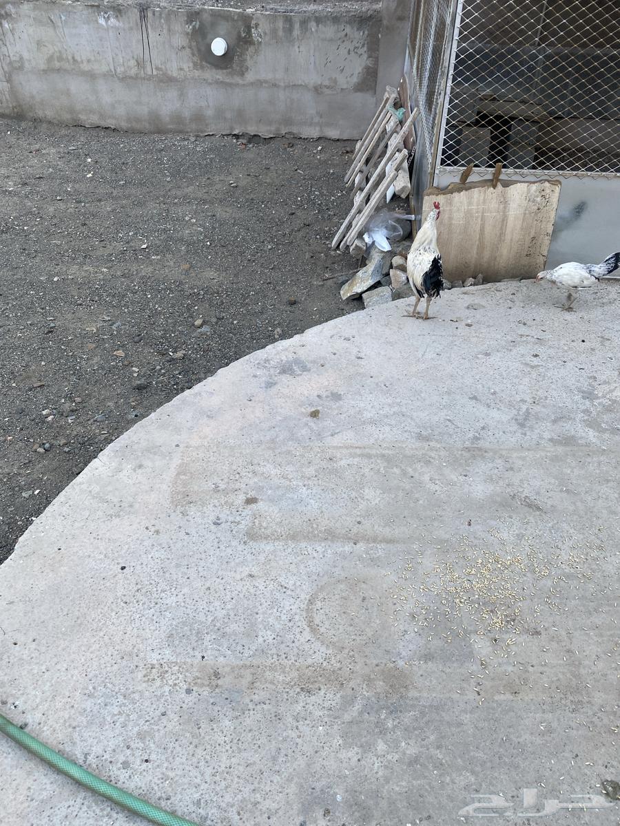 ديكين بلدية للبيع اعمارها تقريبا  8 شهور64447082527489112