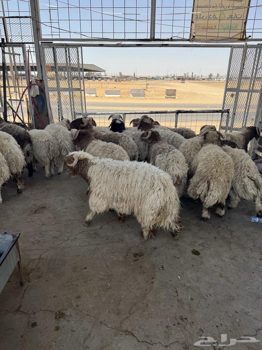 خروف سوري64446677190019110