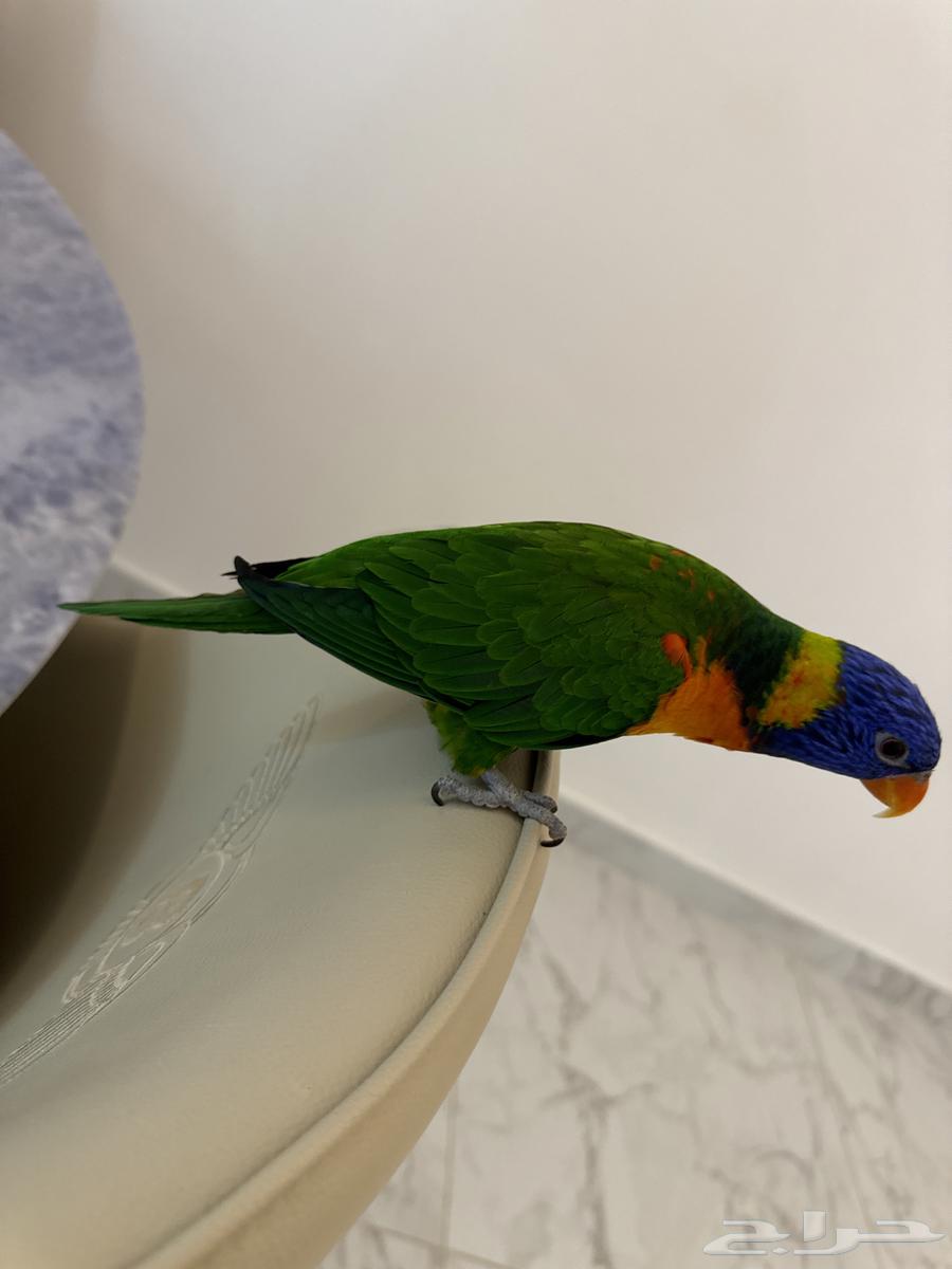 Lori64449194245890111