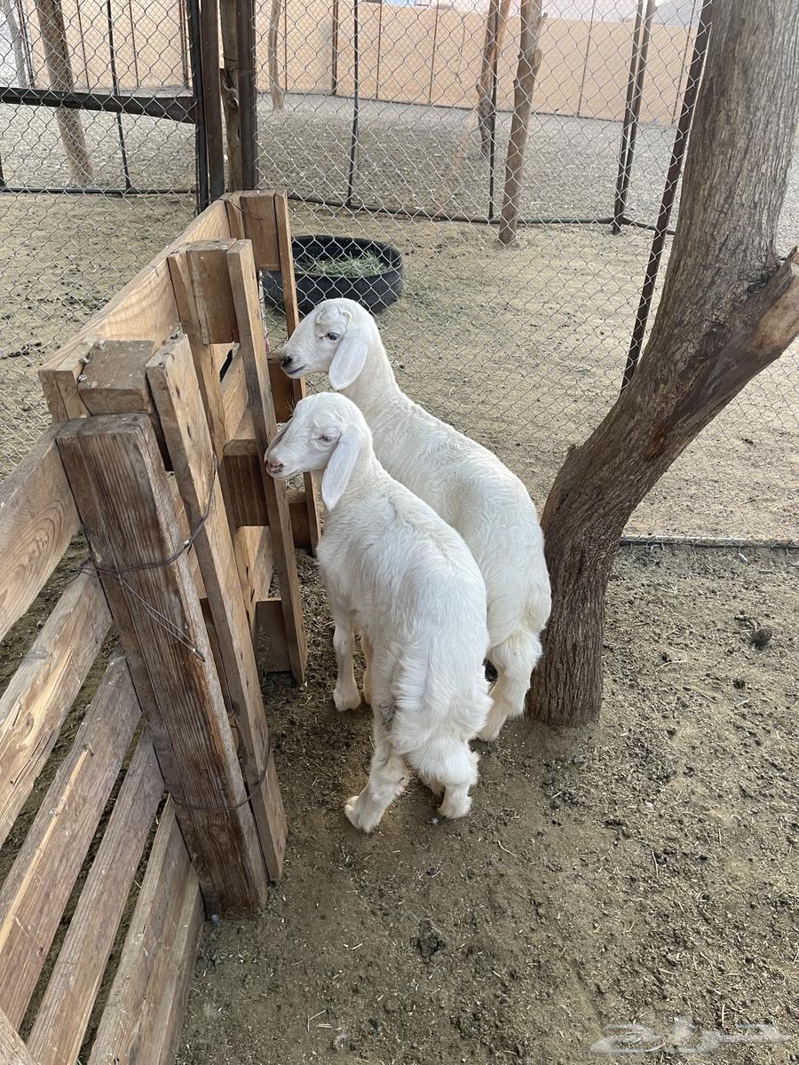 Two lambs and a camel64447389161987110