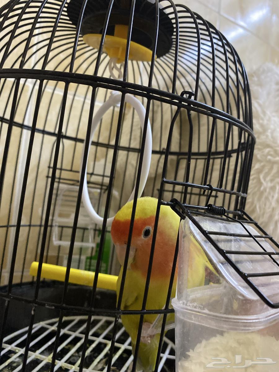 طير روز بقفصه باكله بكل شي معه والسعر 17064448421049985111