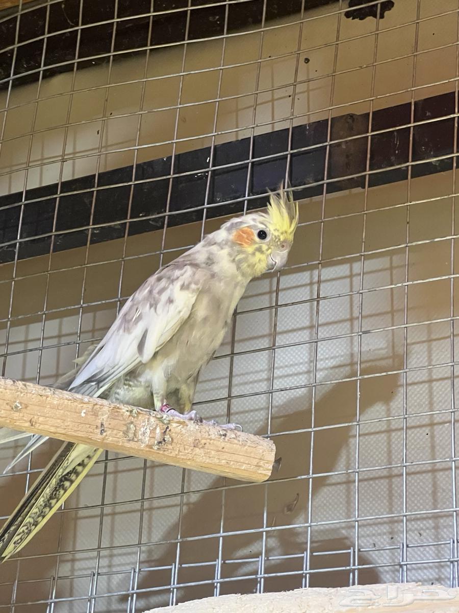 انثى كروان اميرالد منتجة شرط ( تم البيع )64444714245763111