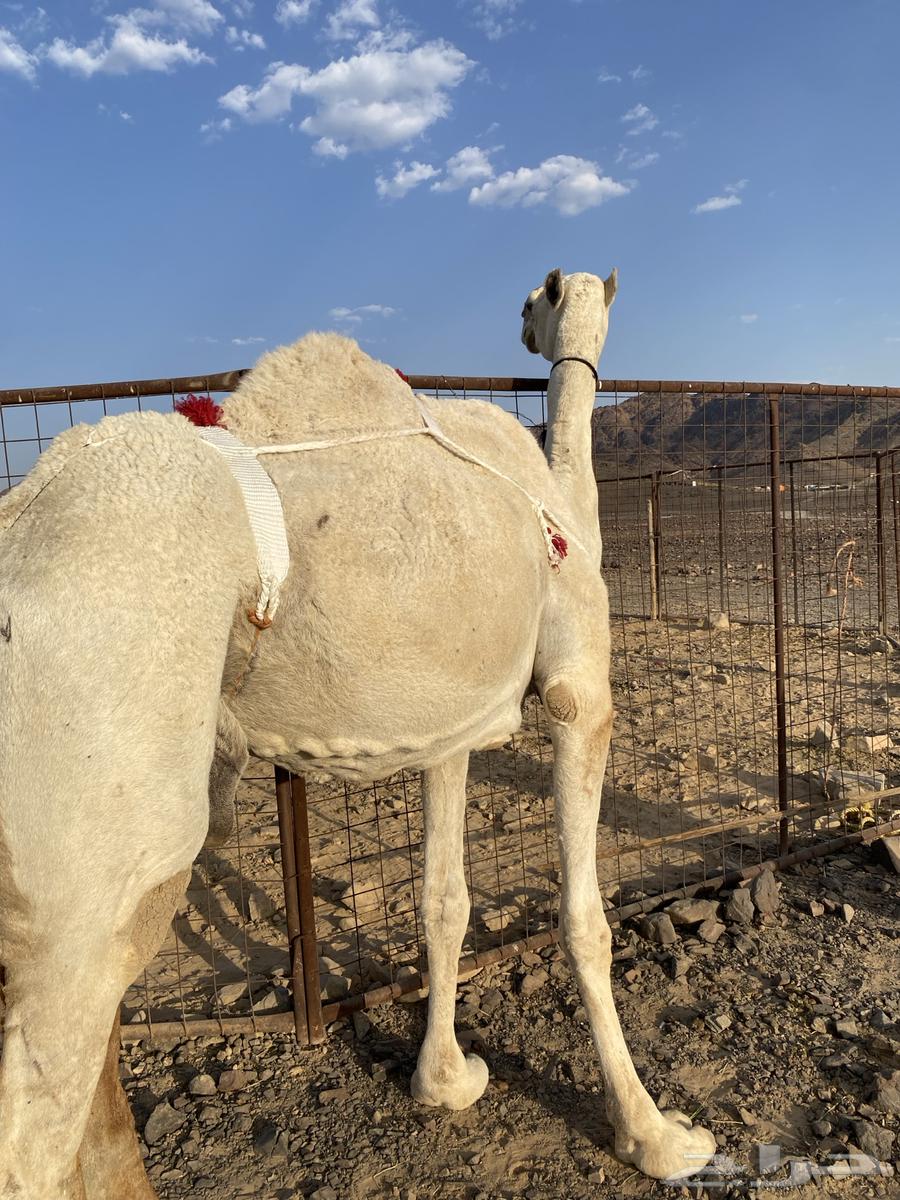 خلفه وضحا ناقة كفو من فروع البل وتحتها بكره طيبه تمم البيعع64447930874754111