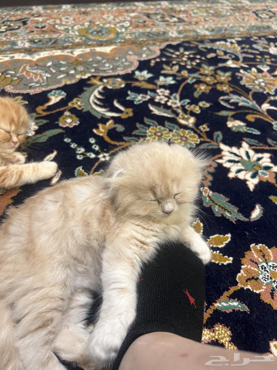 قط ذكر هاف سكوتش للبيع الرياض64447851155970110