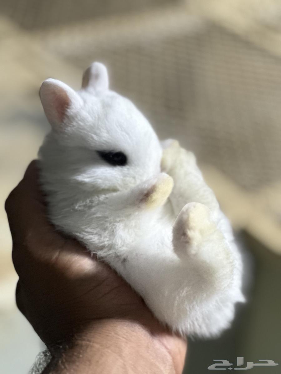 Dwarf Netherland Rabbits64448037267842110