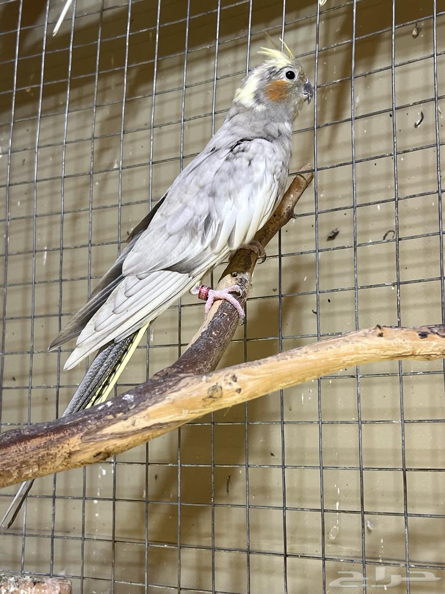 انثى كروان اميرالد منتجة شرط ( تم البيع )64444714245763110