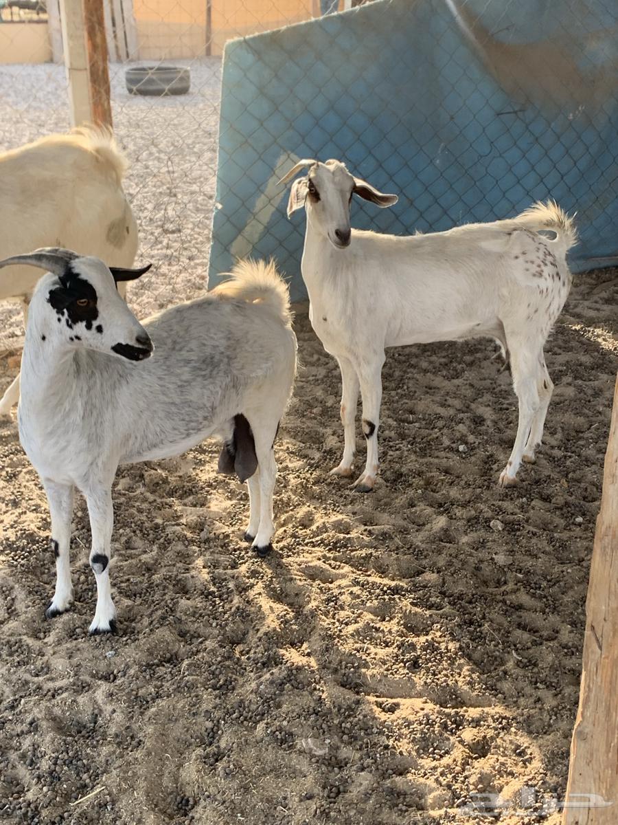 للبيع معزا بيشيات كحل( تم البيع64448726872451111