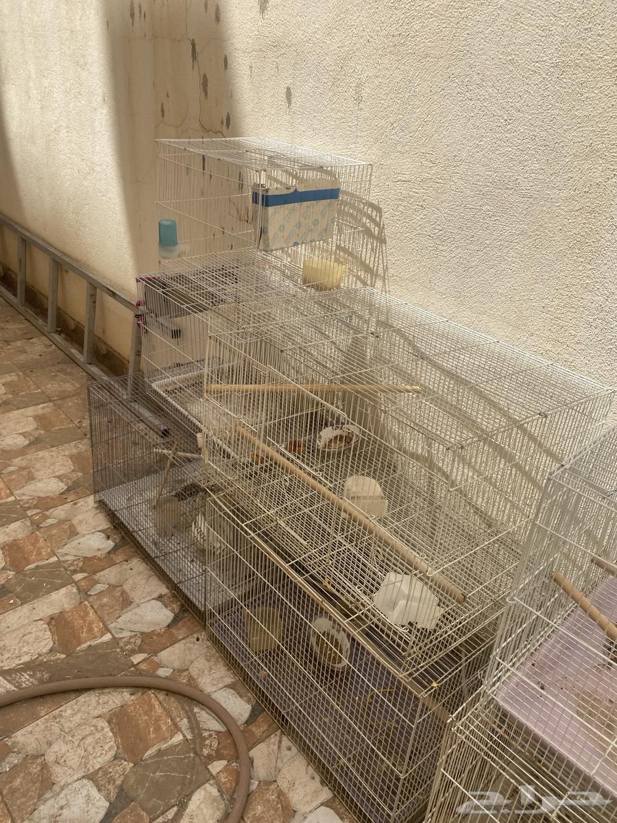 Bird cages in different sizes64447069062273110