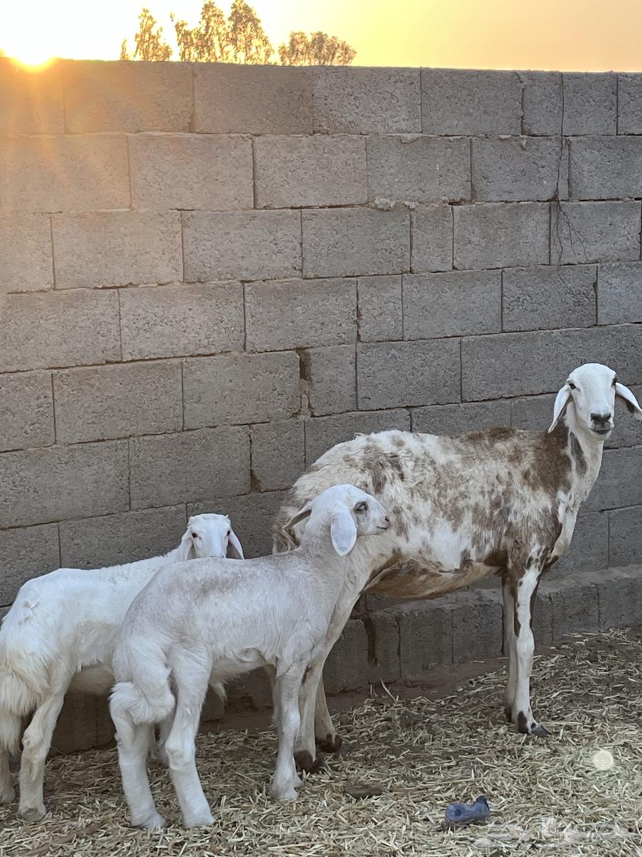 للبيع حريه والد64444876401154112