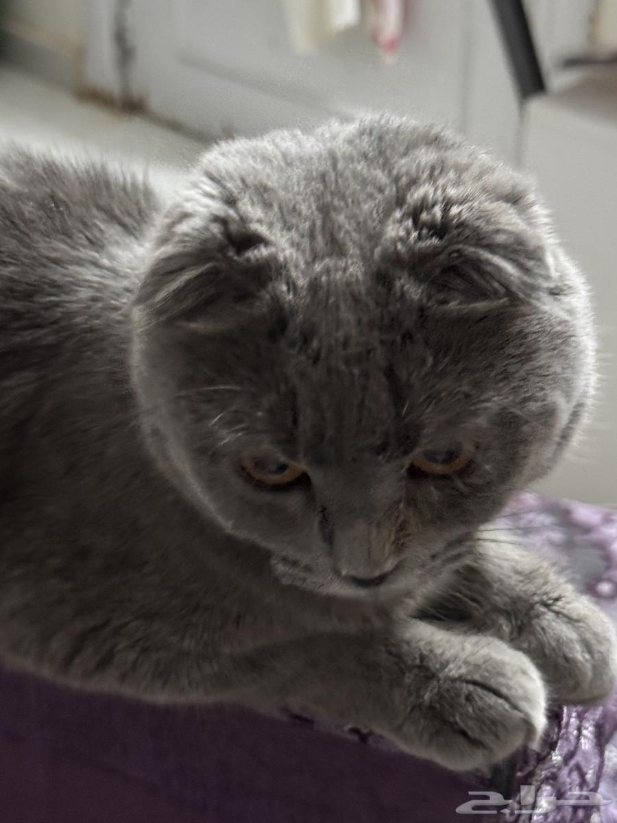 قط سكوتش فولد للبيع64448354686209113