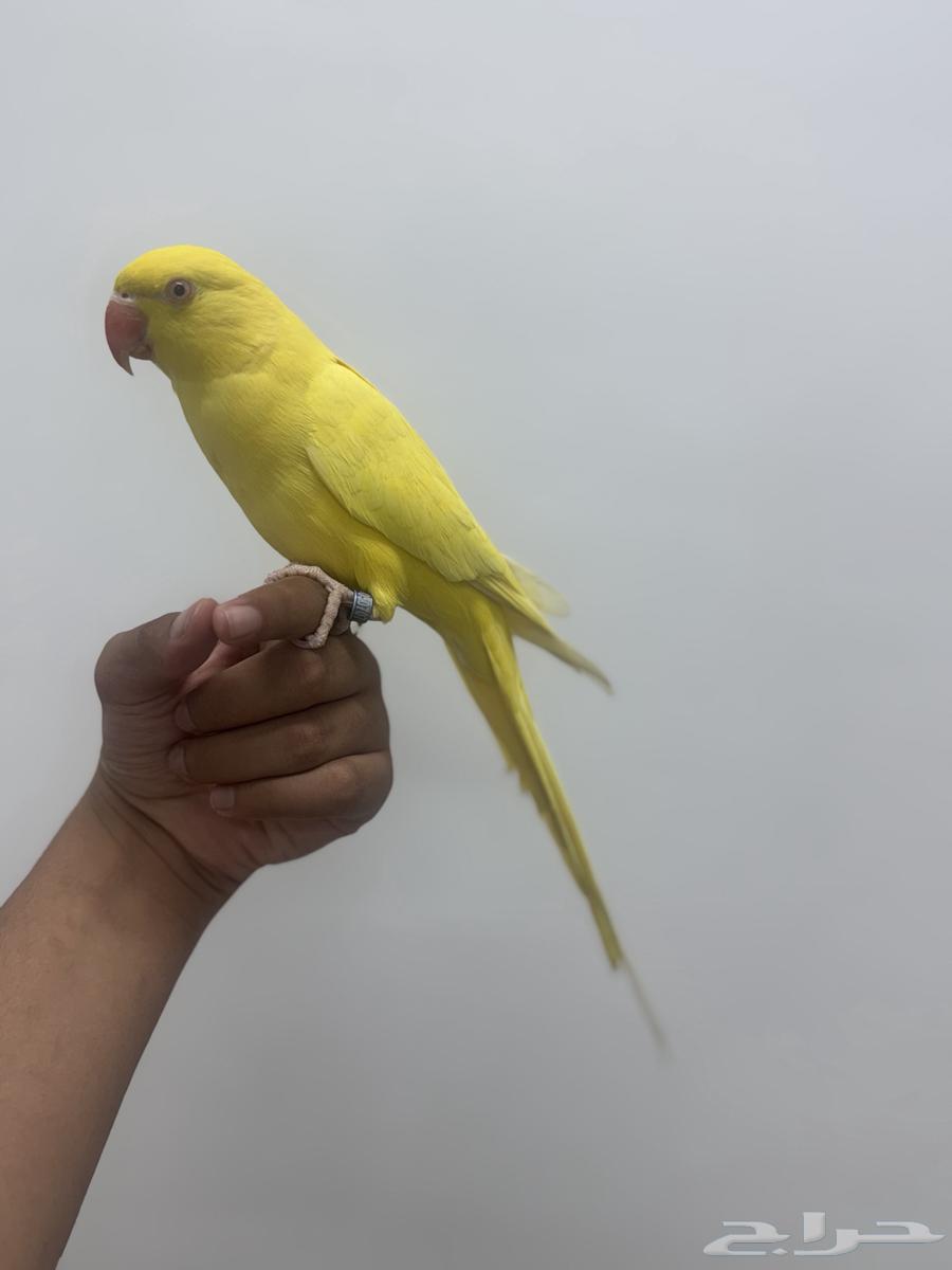 Dutch Valley Parrot Lutino Mutation Accepting Suitable Exchange64447613269761112