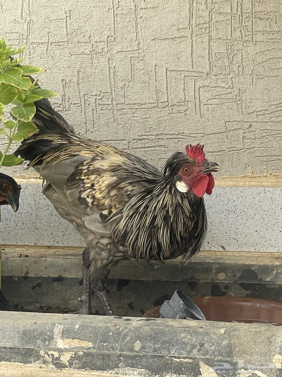 دجاج ترثة عربي اصيل قديم تاج لون نادر64445269301763111