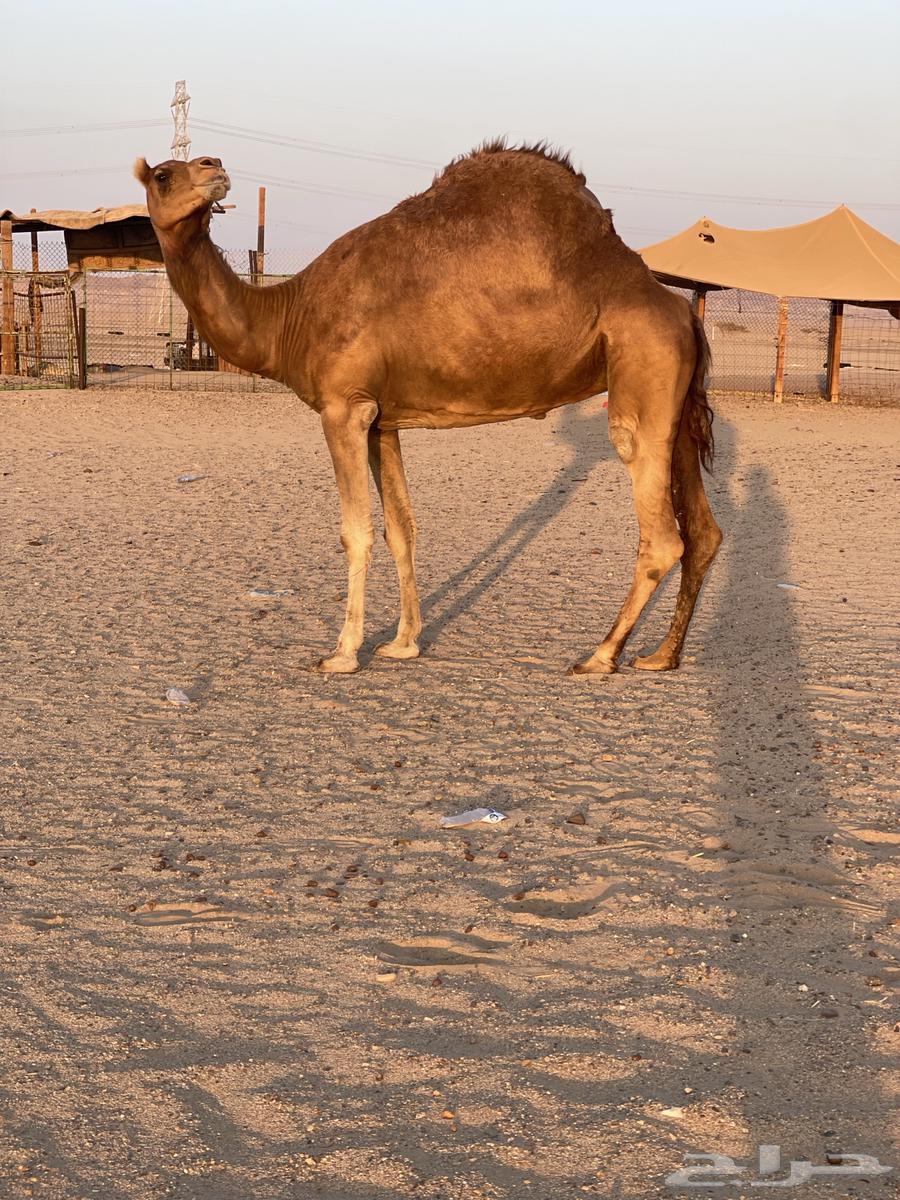 للبيع ناقه حايل طيبه64447957591810112